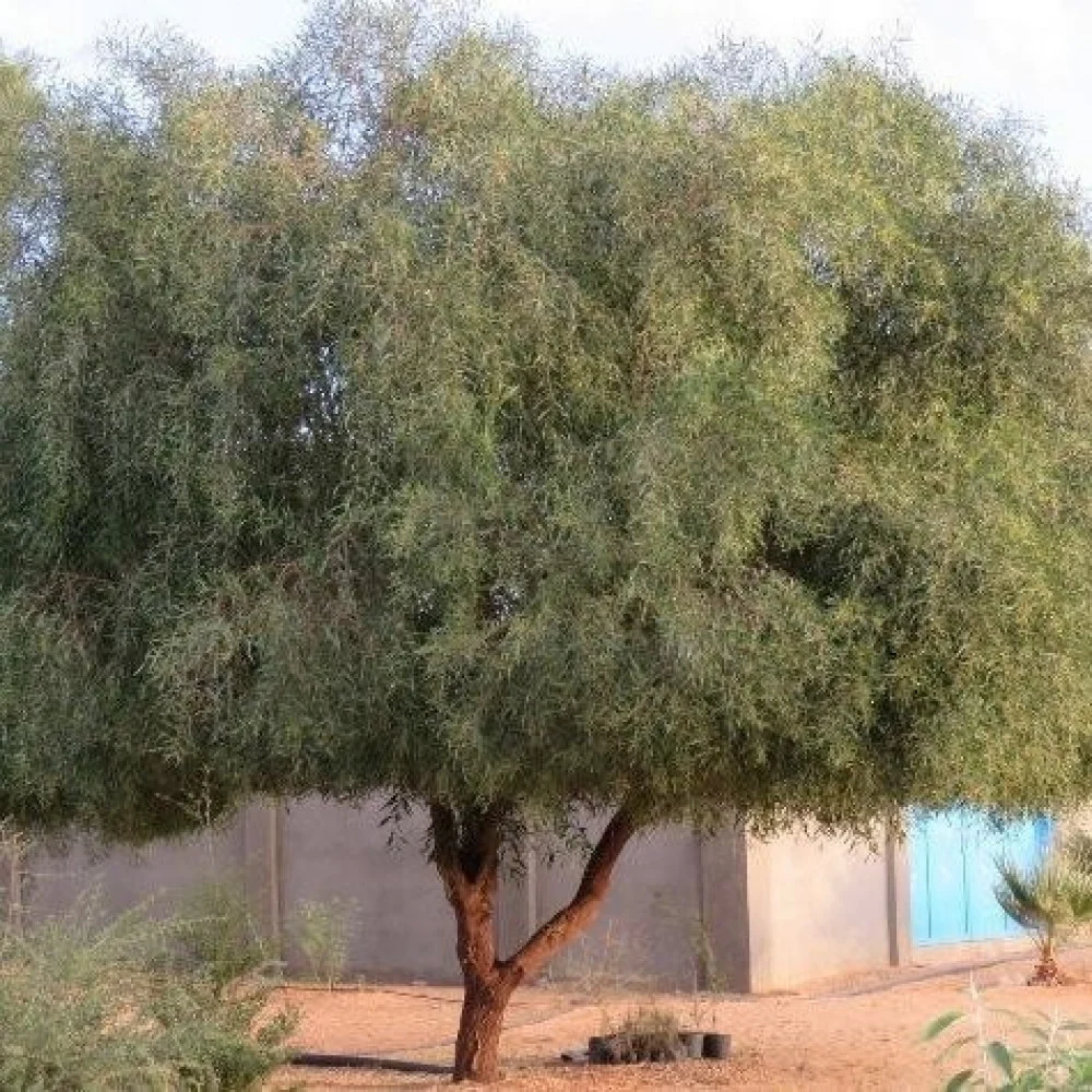 Acacia Ampliceps — photo 6