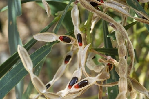 Acacia Ampliceps — photo 3