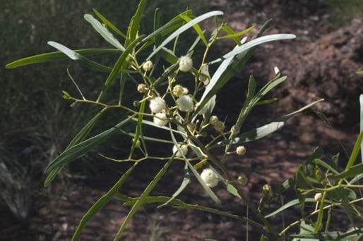 Acacia Ampliceps — photo 4