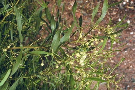 Acacia Ampliceps — photo 5