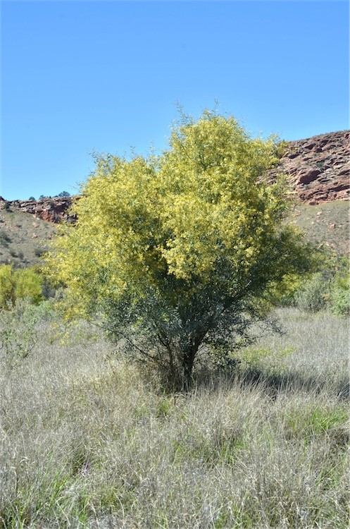 Acacia Victoriae — photo 4