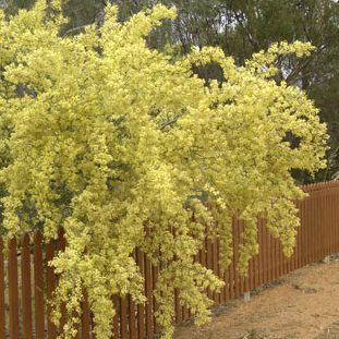 Acacia Victoriae — photo 1