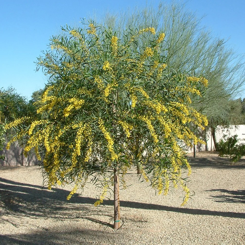 Acacia Saligna — photo 3