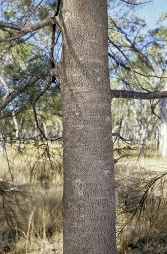 Casuarina Cristata — photo 2