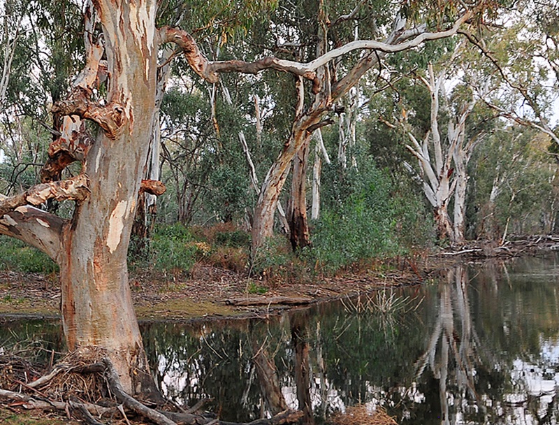 Eucalyptus Camaldulensis — photo 2
