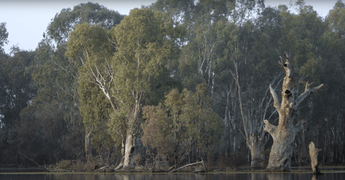 Eucalyptus Camaldulensis — photo 5