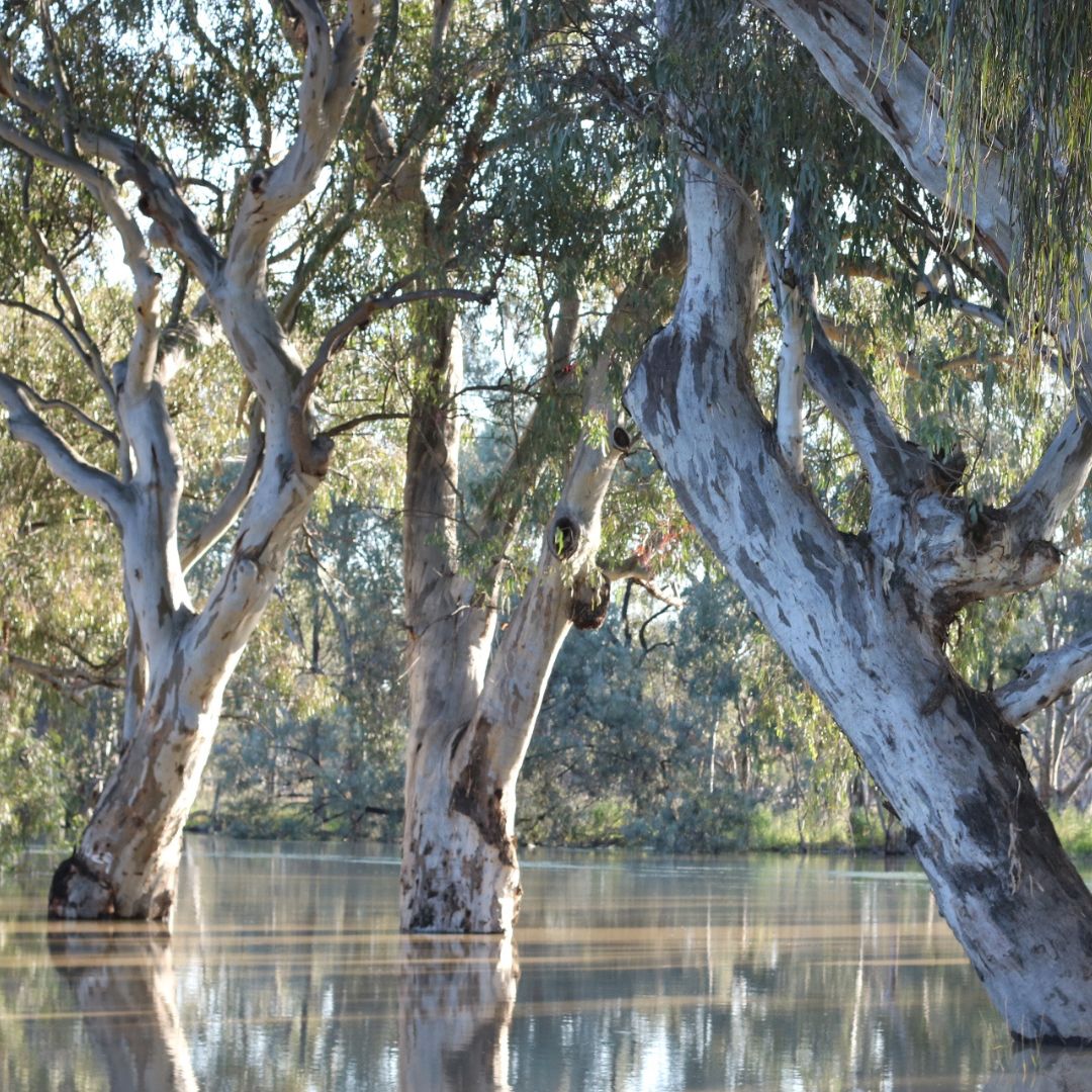 Eucalyptus Camaldulensis — photo 1