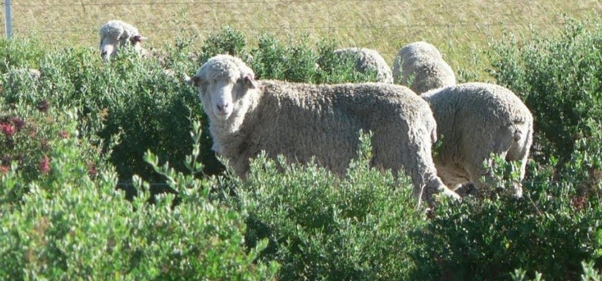 Saltbush — photo 2
