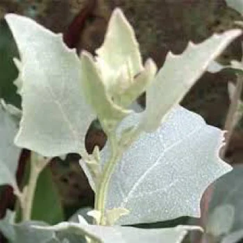 Saltbush — photo 6
