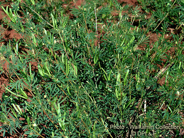 Desmanthus — photo 3